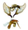 Aethes hartmanniana